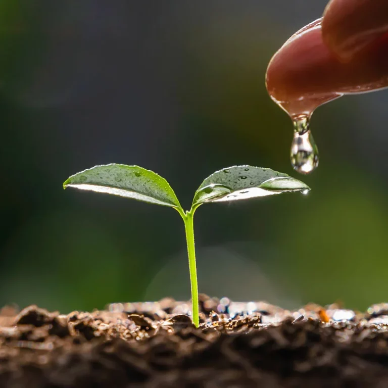 Jeune plant arrosé avec économie d'eau grâce au procédé Jardian Case