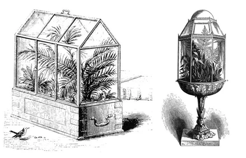 Gravures historiques de Wardian Case, inspiration du procédé Jardian Case